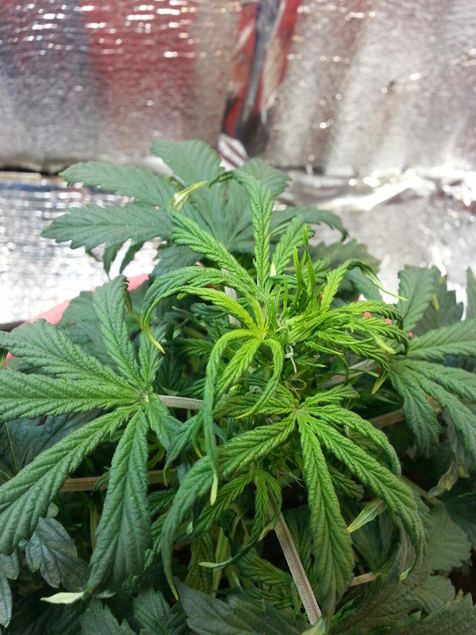 IMG_20220403_070333_234.jpg IMG_20220403_070333_234.jpg