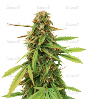 1648983527616.png 1648983527616.png