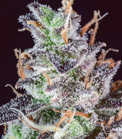 1648983573765.png 1648983573765.png