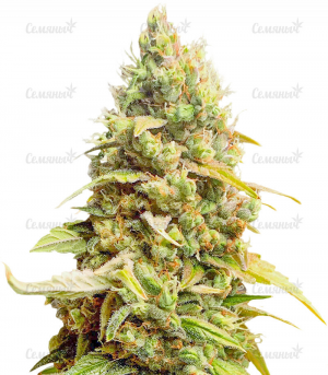 1648983639582.png 1648983639582.png