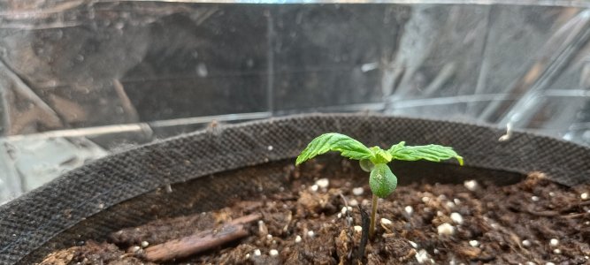 IMG_20241103_153701.jpg IMG_20241103_153701.jpg