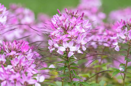 1731407667106.png 1731407667106.png