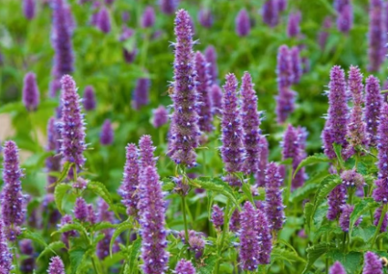 1731407734781.png 1731407734781.png