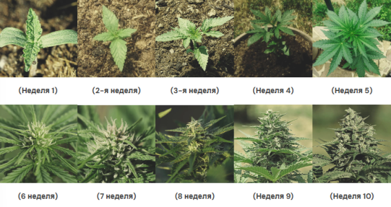 1731515722462.png 1731515722462.png