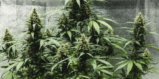 1731515927186.png 1731515927186.png