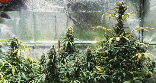 1731515986744.png 1731515986744.png