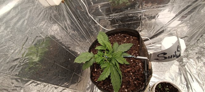 IMG_20241116_093212.jpg IMG_20241116_093212.jpg