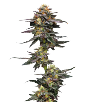 vanilla frosting.png