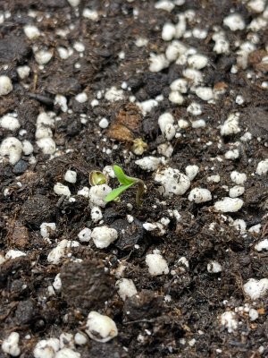 160c6ce2-3bc1-4b54-883f-ada6d649048d.jpeg 160c6ce2-3bc1-4b54-883f-ada6d649048d.jpeg