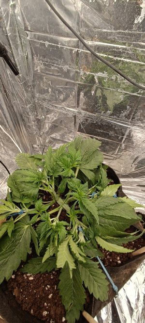 IMG_20241120_105929.jpg IMG_20241120_105929.jpg