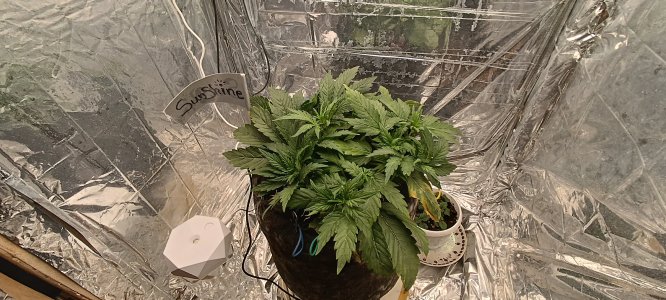 IMG_20241123_095234.jpg IMG_20241123_095234.jpg