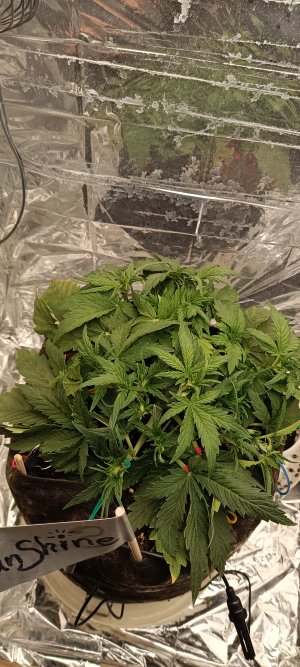 IMG_20241123_231505.jpg IMG_20241123_231505.jpg