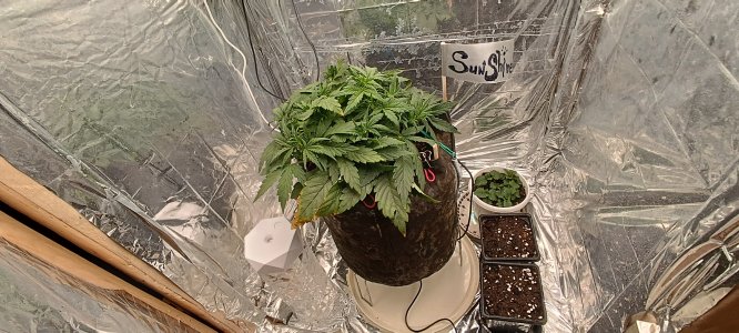 IMG_20241124_221013.jpg IMG_20241124_221013.jpg