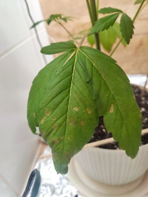 photo_2024-11-25_12-06-47 (2).jpg