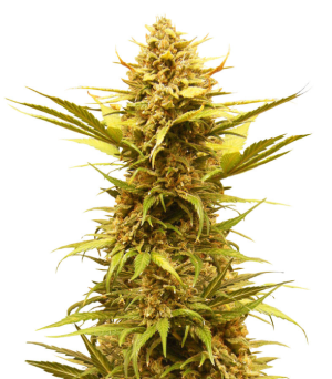 1732718872277.png 1732718872277.png