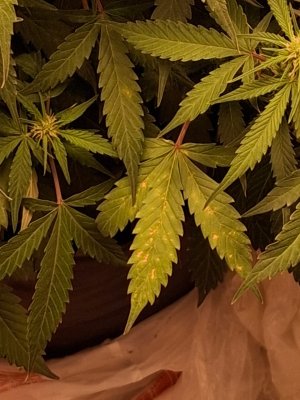 е WhatsApp 2024-11-27 в 19.57.09_42872dda.jpg