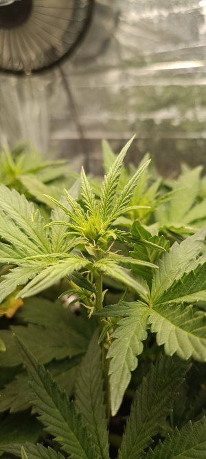 IMG_20241129_113310.jpg IMG_20241129_113310.jpg