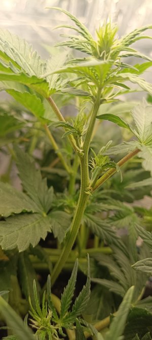 IMG_20241130_113153.jpg IMG_20241130_113153.jpg