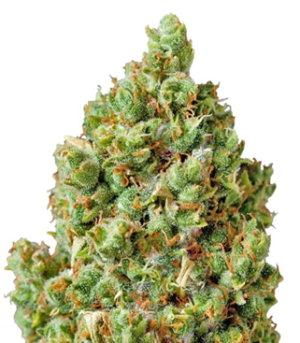 1732951498235.png 1732951498235.png