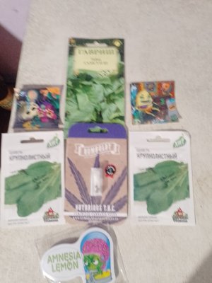 IMG_20241201_061312_848.jpg IMG_20241201_061312_848.jpg