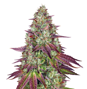 1733342925205.png 1733342925205.png