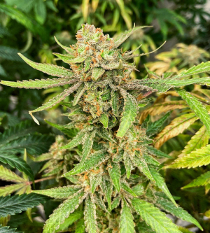 1734016354208.png 1734016354208.png