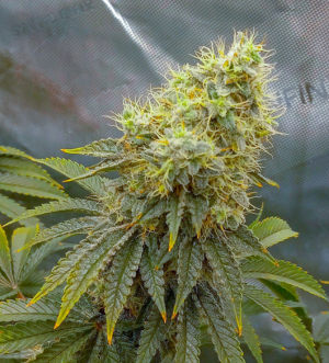 1734019731321.png 1734019731321.png