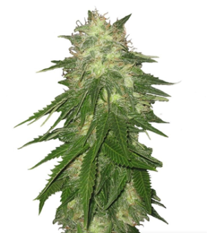 1734021477779.png 1734021477779.png