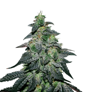 1734021528220.png 1734021528220.png