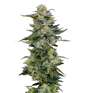 1734536928776.png 1734536928776.png