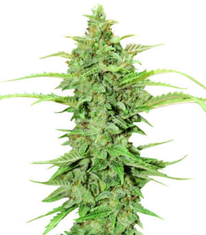 1734554957186.png 1734554957186.png