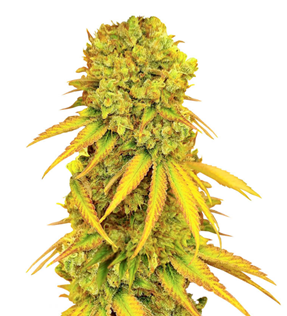 1734976101463.png 1734976101463.png