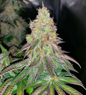 1735056503539.png 1735056503539.png