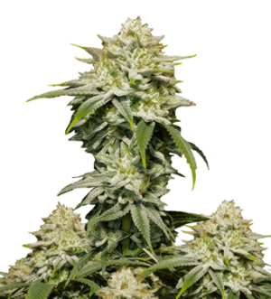 1735056518132.png 1735056518132.png