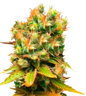 1735587225127.png 1735587225127.png