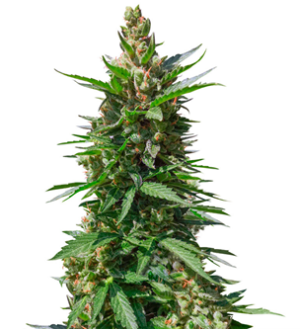 1736079159411.png 1736079159411.png