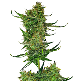 1736079162936.png 1736079162936.png