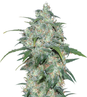 1736270468319.png 1736270468319.png