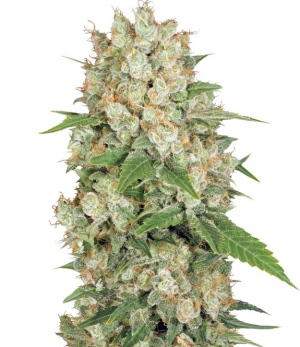 1736270519446.png 1736270519446.png