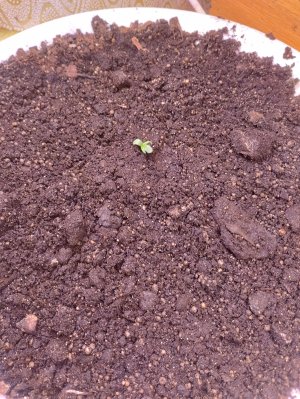 IMG_20250108_012006.jpg IMG_20250108_012006.jpg