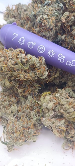 IMG_20250109_142231.jpg IMG_20250109_142231.jpg