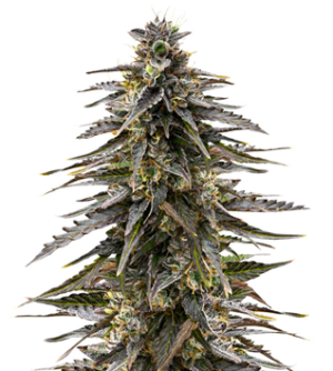 1736438294403.png 1736438294403.png