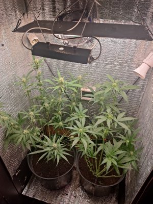 IMG_20250112_050010.jpg IMG_20250112_050010.jpg