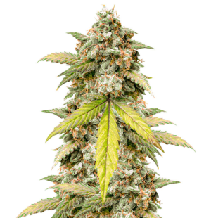 1736861548733.png 1736861548733.png