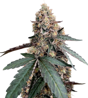 1736862824882.png 1736862824882.png