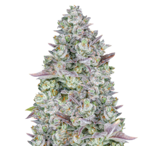 1736862854975.png 1736862854975.png