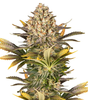 1736862950239.png 1736862950239.png