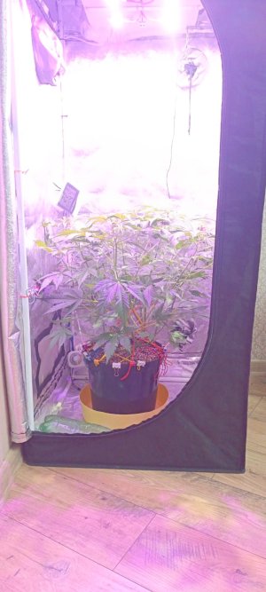 Изображение WhatsApp 2025-01-14 в 19.46.22_a35e7106.jpg