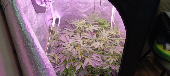 Изображение WhatsApp 2025-01-14 в 19.46.23_0f790298.jpg