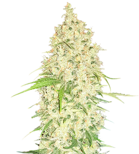 1736876239176.png 1736876239176.png